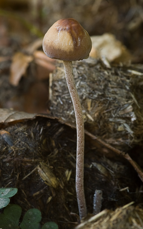 Panaeolus cinctulus